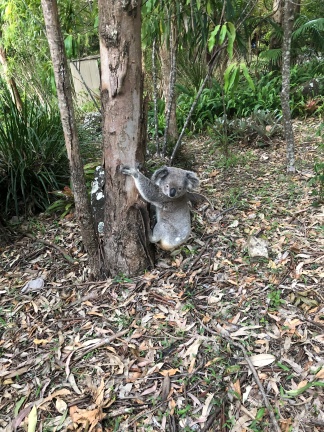 Koala Gwinganna
